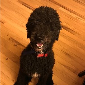 Meet your Posher, Suzannah